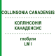 КОЛЛИНСОНИЯ КАНАДЕНСИС (COLLINSONIA CANADENSIS) LM I глобули 5 г - Гомеопатия DHU