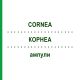 КОРНЕА (CORNEA) ампулы 10x1 мл - Гомеопатия WALA HEILMITTEL