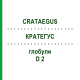 КРАТЕГУС (CRATAEGUS) D 2 глобули 20 г - Гомеопатія WALA HEILMITTEL