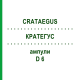 КРАТЕГУС (CRATAEGUS) D 6 ампулы 8x1 мл - Гомеопатия DHU