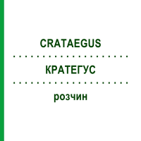 КРАТЕГУС (CRATAEGUS) розчин 50 мл - Гомеопатія HANOSAN