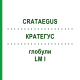 КРАТЕГУС (CRATAEGUS) LM I глобули 5 г - Гомеопатия DHU
