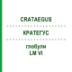 КРАТЕГУС (CRATAEGUS) LM VI глобули 5 г - Гомеопатия DHU