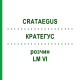 КРАТЕГУС (CRATAEGUS) LM VI раствор 10 мл - Гомеопатия DHU
