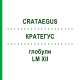 КРАТЕГУС (CRATAEGUS) LM XII глобули 5 г - Гомеопатия DHU