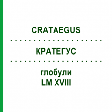 КРАТЕГУС (CRATAEGUS) LM XVIII глобули 5 г - Гомеопатия DHU