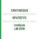 КРАТЕГУС (CRATAEGUS) LM XVIII глобули 5 г - Гомеопатия DHU