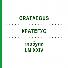 КРАТЕГУС (CRATAEGUS) LM XXIV глобули 5 г - Гомеопатия DHU