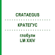КРАТЕГУС (CRATAEGUS) LM XXIV глобули 5 г - Гомеопатия DHU