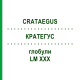 КРАТЕГУС (CRATAEGUS) LM XXX глобули 5 г - Гомеопатия DHU