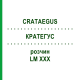 КРАТЕГУС (CRATAEGUS) LM XXX раствор 10 мл - Гомеопатия DHU