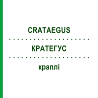 КРАТЕГУС (CRATAEGUS) капли 250 мл - Гомеопатия ZIEGLER HOMOOPATHIKA