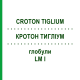 КРОТОН ТИГЛИУМ (CROTON TIGLIUM) LM I глобули 5 г - Гомеопатия DHU
