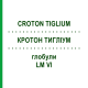 КРОТОН ТИГЛИУМ (CROTON TIGLIUM) LM VI глобули 5 г - Гомеопатия DHU