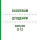 ДУОДЕНУМ (DUODENUM) D 12 ампули 10x1 мл - Гомеопатія WALA HEILMITTEL