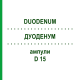 ДУОДЕНУМ (DUODENUM) D 15 ампули 10x1 мл - Гомеопатія WALA HEILMITTEL