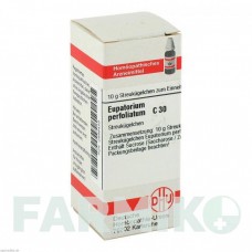 ЕВПАТОРИУМ ПЕРФОЛИАТУМ (EUPATORIUM PERFOLIATUM) C 30 глобули 10 г - Гомеопатия DHU
