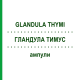 ГЛАНДУЛА ТИМУС (GLANDULA THYMI) ампули 100 шт - Гомеопатія BIOLOGISCHE HEILMITTEL HEEL