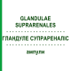 ГЛАНДУЛЕ СУПРАРЕНАЛІС (GLANDULAE SUPRARENALES) ампули 10x1 мл - Гомеопатія WALA HEILMITTEL