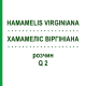 ХАМАМЕЛИС ВИРГИНИАНА (HAMAMELIS VIRGINIANA) Q 2 раствор 15 мл - Гомеопатия GUDJONS