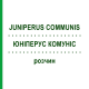 ЮНІПЕРУС КОМУНІС (JUNIPERUS COMMUNIS) розчин 50 мл - Гомеопатія DHU