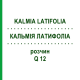 КАЛЬМІЯ ЛАТИФОЛІА (KALMIA LATIFOLIA) Q 12 розчин 15 мл - Гомеопатія GUDJONS