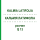 КАЛЬМІЯ ЛАТИФОЛІА (KALMIA LATIFOLIA) Q 13 розчин 15 мл - Гомеопатія GUDJONS