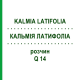 КАЛЬМІЯ ЛАТИФОЛІА (KALMIA LATIFOLIA) Q 14 розчин 15 мл - Гомеопатія GUDJONS