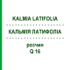КАЛЬМІЯ ЛАТИФОЛІА (KALMIA LATIFOLIA) Q 16 розчин 15 мл - Гомеопатія GUDJONS