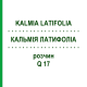 КАЛЬМІЯ ЛАТИФОЛІА (KALMIA LATIFOLIA) Q 17 розчин 15 мл - Гомеопатія GUDJONS