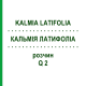 КАЛЬМІЯ ЛАТИФОЛІА (KALMIA LATIFOLIA) Q 2 розчин 15 мл - Гомеопатія GUDJONS
