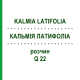 КАЛЬМІЯ ЛАТИФОЛІА (KALMIA LATIFOLIA) Q 22 розчин 15 мл - Гомеопатія GUDJONS