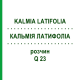КАЛЬМІЯ ЛАТИФОЛІА (KALMIA LATIFOLIA) Q 23 розчин 15 мл - Гомеопатія GUDJONS