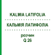 КАЛЬМІЯ ЛАТИФОЛІА (KALMIA LATIFOLIA) Q 26 розчин 15 мл - Гомеопатія GUDJONS