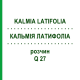 КАЛЬМІЯ ЛАТИФОЛІА (KALMIA LATIFOLIA) Q 27 розчин 15 мл - Гомеопатія GUDJONS