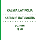КАЛЬМІЯ ЛАТИФОЛІА (KALMIA LATIFOLIA) Q 28 розчин 15 мл - Гомеопатія GUDJONS