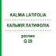 КАЛЬМІЯ ЛАТИФОЛІА (KALMIA LATIFOLIA) Q 29 розчин 15 мл - Гомеопатія GUDJONS