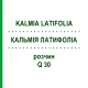 КАЛЬМІЯ ЛАТИФОЛІА (KALMIA LATIFOLIA) Q 30 розчин 15 мл - Гомеопатія GUDJONS
