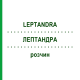 ЛЕПТАНДРА (LEPTANDRA) раствор 50 мл - Гомеопатия NESTMANN PHARMA
