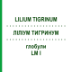 ЛИЛИУМ ТИГРИНУМ (LILIUM TIGRINUM) LM I глобули 5 г - Гомеопатия DHU