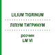 ЛИЛИУМ ТИГРИНУМ (LILIUM TIGRINUM) LM VI раствор 10 мл - Гомеопатия DHU