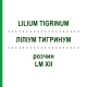 ЛИЛИУМ ТИГРИНУМ (LILIUM TIGRINUM) LM XII раствор 10 мл - Гомеопатия DHU
