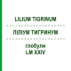 ЛИЛИУМ ТИГРИНУМ (LILIUM TIGRINUM) LM XXIV глобули 5 г - Гомеопатия DHU