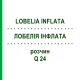 ЛОБЕЛИЯ ИНФЛАТА (LOBELIA INFLATA) Q 24 раствор 15 мл - Гомеопатия GUDJONS
