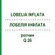 ЛОБЕЛИЯ ИНФЛАТА (LOBELIA INFLATA) Q 26 раствор 15 мл - Гомеопатия GUDJONS