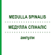 МЕДУЛЛА СПИНАЛИС (MEDULLA SPINALIS) ампулы 10 шт - Гомеопатия BIOLOGISCHE HEILMITTEL HEEL