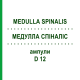МЕДУЛЛА СПИНАЛИС (MEDULLA SPINALIS) D 12 ампулы 10x1 мл - Гомеопатия WALA HEILMITTEL