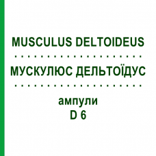 МУСКУЛЮС ДЕЛЬТОИДУС (MUSCULUS DELTOIDEUS) D 6 ампулы 10x1 мл - Гомеопатия WALA HEILMITTEL