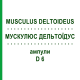 МУСКУЛЮС ДЕЛЬТОЇДУС (MUSCULUS DELTOIDEUS) D 6 ампули 10x1 мл - Гомеопатія WALA HEILMITTEL