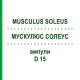 МУСКУЛЮС СОЛЕУС (MUSCULUS SOLEUS) D 15 ампулы 10x1 мл - Гомеопатия WALA HEILMITTEL